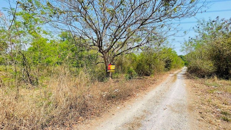 ใช่ 💖 ที่ดิน ภาชี ราคาพิเศษ! 💖 รูปที่ 3