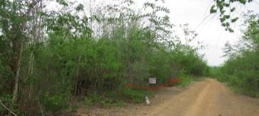 💖 ที่ดิน บ้านโฮ่ง ราคาพิเศษ! 💖