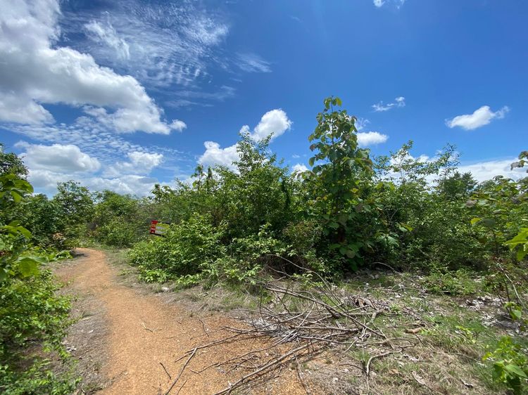 ใช่ 💖 ที่ดิน บ้านโฮ่ง ราคาพิเศษ! 💖 รูปที่ 4