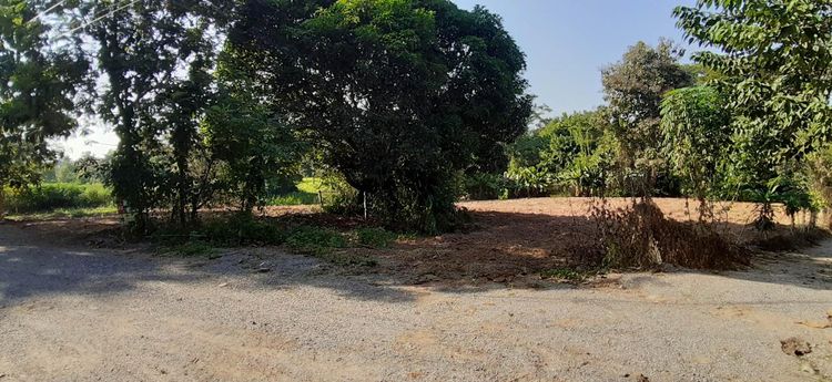 ใช่ 💖 ที่ดิน เวียงชัย ราคาพิเศษ! 💖 รูปที่ 3