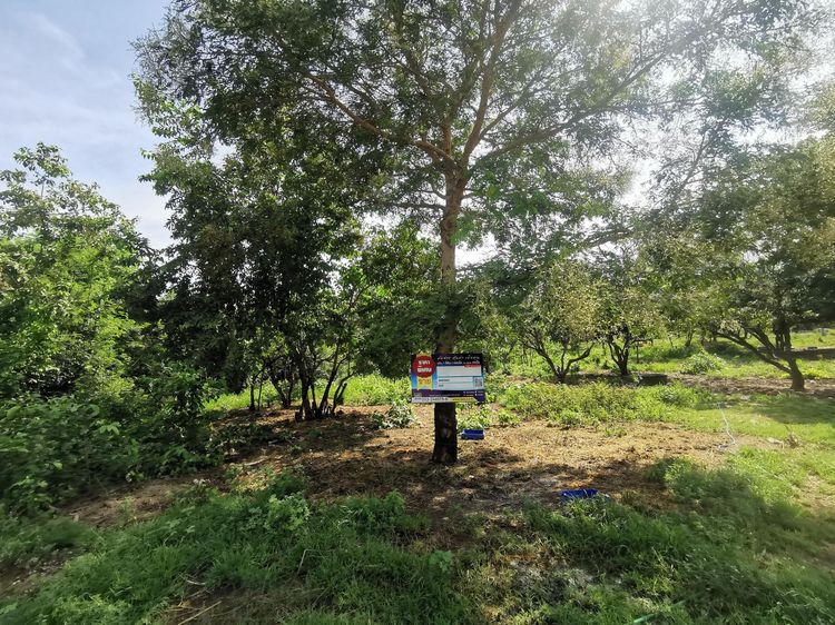 💖 ที่ดิน กิ่งอำเภอเวียงหนองล่อง ราคาพิเศษ! 💖