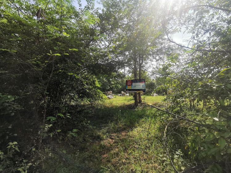 ใช่ 💖 ที่ดิน กิ่งอำเภอเวียงหนองล่อง ราคาพิเศษ! 💖