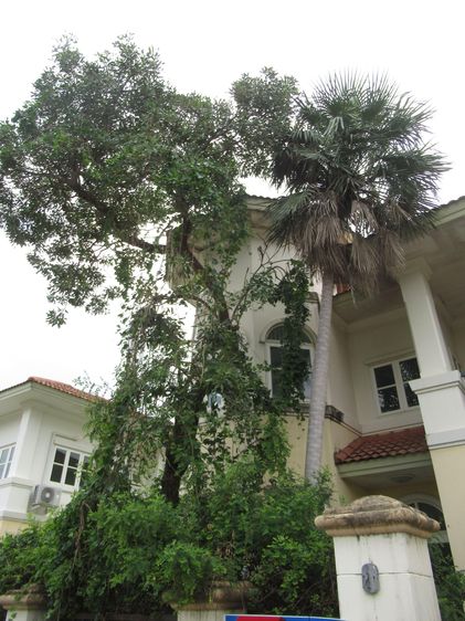 ใช่ 💖 บ้าน บางบัวทอง ราคาพิเศษ! 💖 รูปที่ 4