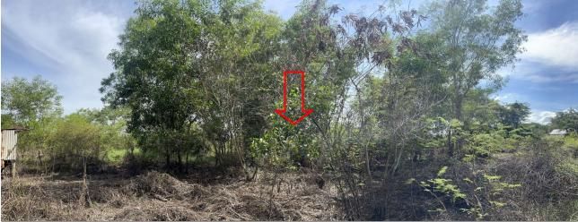 ใช่ 💖 ที่ดิน องครักษ์ ราคาพิเศษ! 💖 รูปที่ 3