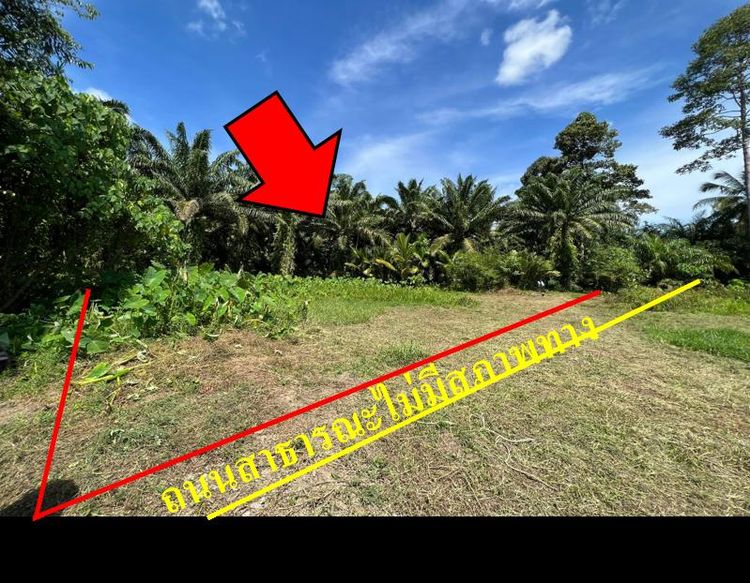 ใช่ 💖 ที่ดิน สิชล ราคาพิเศษ! 💖 รูปที่ 4