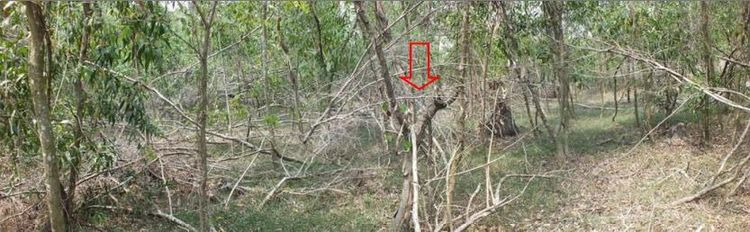 ใช่ 💖 ที่ดิน ราชสาส์น ราคาพิเศษ! 💖 รูปที่ 4