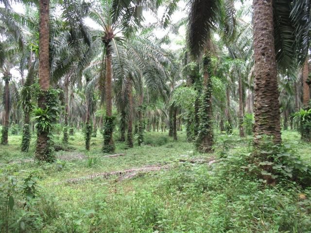 ใช่ 💖 ที่ดิน อ่าวลึก ราคาพิเศษ! 💖 รูปที่ 2