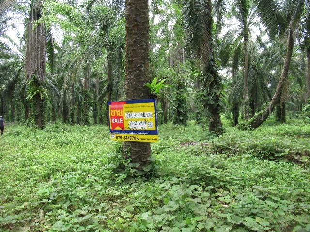 ใช่ 💖 ที่ดิน อ่าวลึก ราคาพิเศษ! 💖