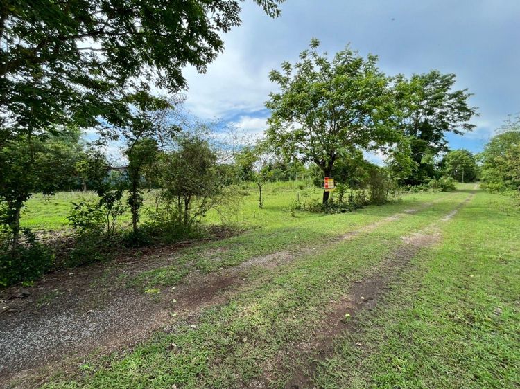 ใช่ 💖 ที่ดิน โชคชัย ราคาพิเศษ! 💖 รูปที่ 3