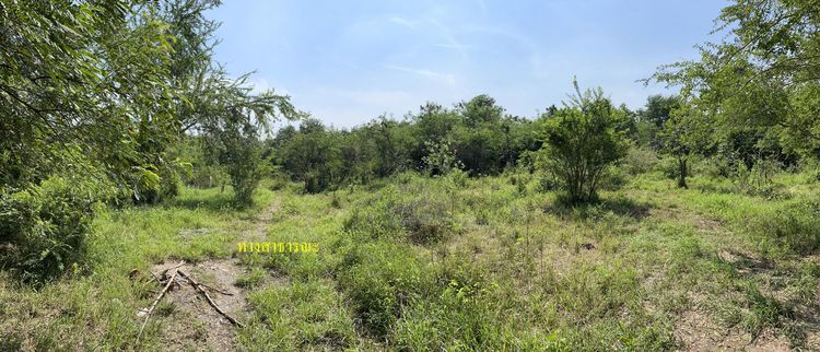 ใช่ 💖 ที่ดิน สามร้อยยอด ราคาพิเศษ! 💖 รูปที่ 4