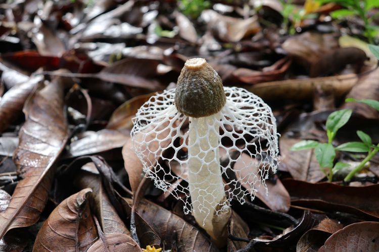 Canon PowerShot G1X Mark III รูปที่ 17