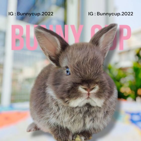 กระต่าย ND รูปที่ 10