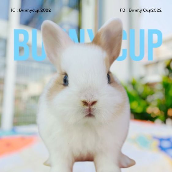 กระต่าย ND รูปที่ 8