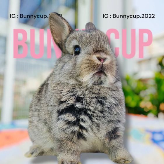 กระต่าย ND รูปที่ 3