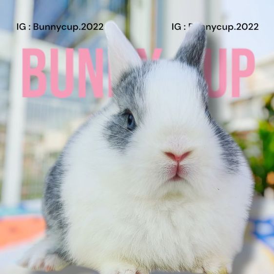 กระต่าย ND รูปที่ 6