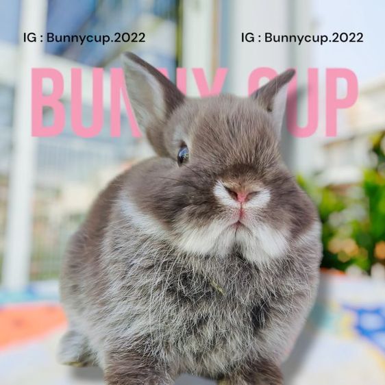 กระต่าย ND