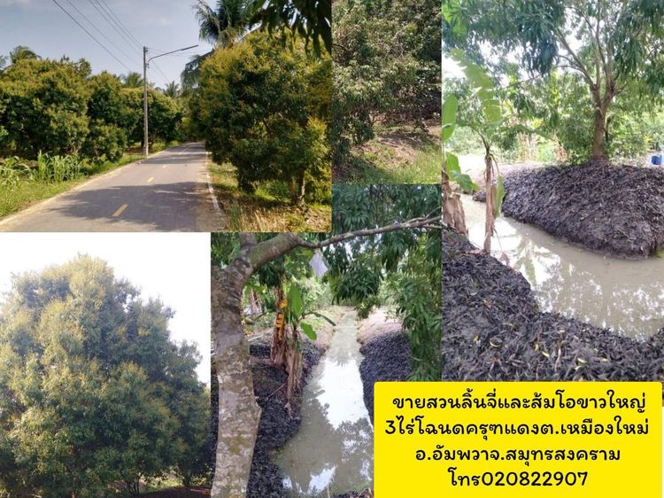 ขายที่ดินเป็นสวนส้มโอขาวใหญ่และลิ้นจี่3ไร่อัมพวาสมุทรสงคราม