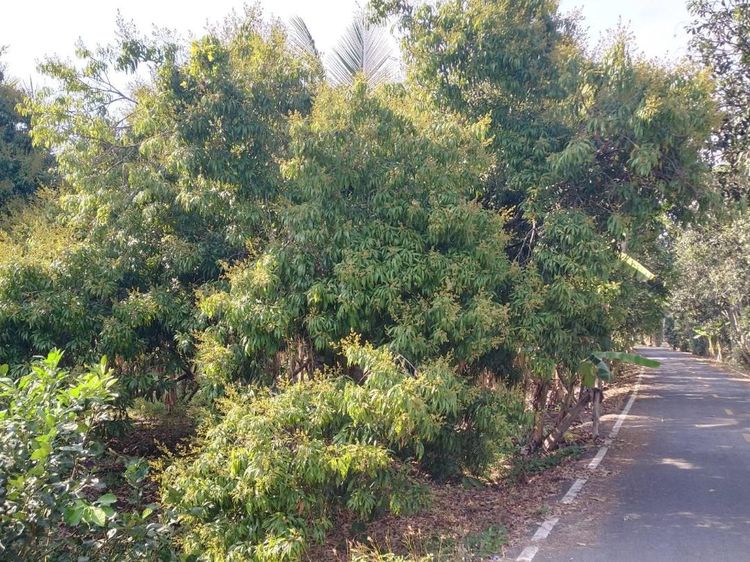 ไม่ใช่ ขายที่ดินเป็นสวนส้มโอขาวใหญ่และลิ้นจี่3ไร่อัมพวาสมุทรสงคราม รูปที่ 4