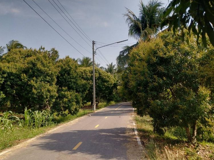 ไม่ใช่ ขายที่ดินเป็นสวนส้มโอขาวใหญ่และลิ้นจี่3ไร่อัมพวาสมุทรสงคราม รูปที่ 3