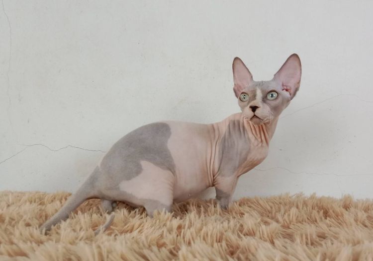 2.แมวแบมบิโน่ เพศผู้ หาบ้าน Bambino Cat Male looking for a new home รูปที่ 4