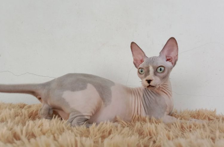 2.แมวแบมบิโน่ เพศผู้ หาบ้าน Bambino Cat Male looking for a new home รูปที่ 2