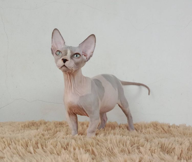 2.แมวแบมบิโน่ เพศผู้ หาบ้าน Bambino Cat Male looking for a new home รูปที่ 8