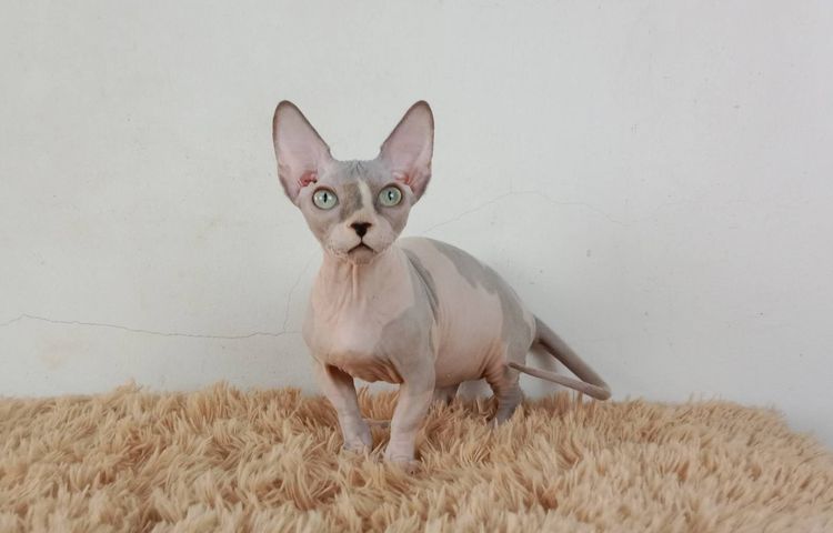 2.แมวแบมบิโน่ เพศผู้ หาบ้าน Bambino Cat Male looking for a new home รูปที่ 6