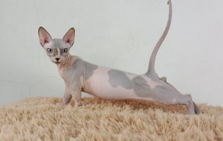 2.แมวแบมบิโน่ เพศผู้ หาบ้าน Bambino Cat Male looking for a new home รูปที่ 5