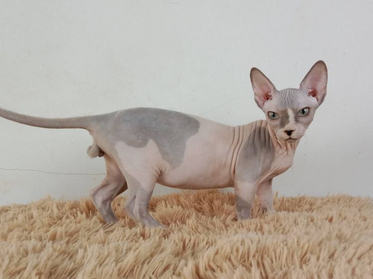 2.แมวแบมบิโน่ เพศผู้ หาบ้าน Bambino Cat Male looking for a new home รูปที่ 7