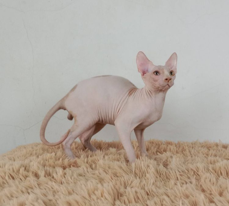 5.แมวสฟิงซ์ เพศผู้ หาบ้าน Sphynx Cat Male looking for a new home รูปที่ 6