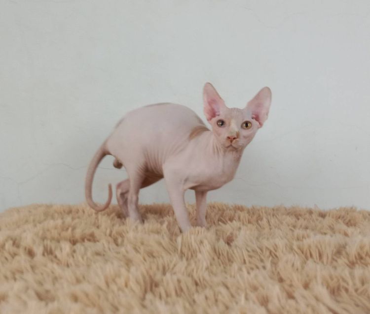 5.แมวสฟิงซ์ เพศผู้ หาบ้าน Sphynx Cat Male looking for a new home รูปที่ 5