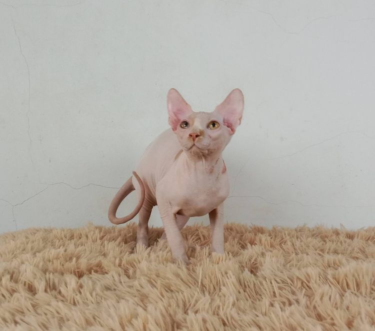 5.แมวสฟิงซ์ เพศผู้ หาบ้าน Sphynx Cat Male looking for a new home รูปที่ 4