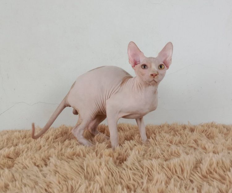 5.แมวสฟิงซ์ เพศผู้ หาบ้าน Sphynx Cat Male looking for a new home รูปที่ 3