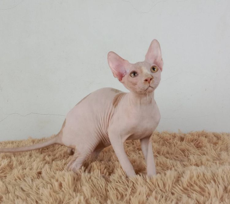 5.แมวสฟิงซ์ เพศผู้ หาบ้าน Sphynx Cat Male looking for a new home รูปที่ 2