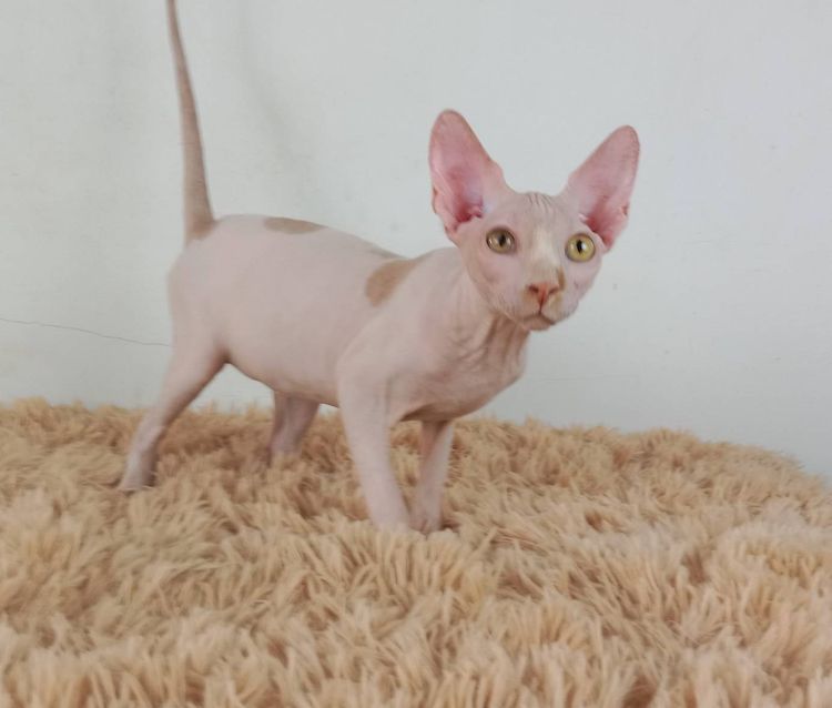 5.แมวสฟิงซ์ เพศผู้ หาบ้าน Sphynx Cat Male looking for a new home