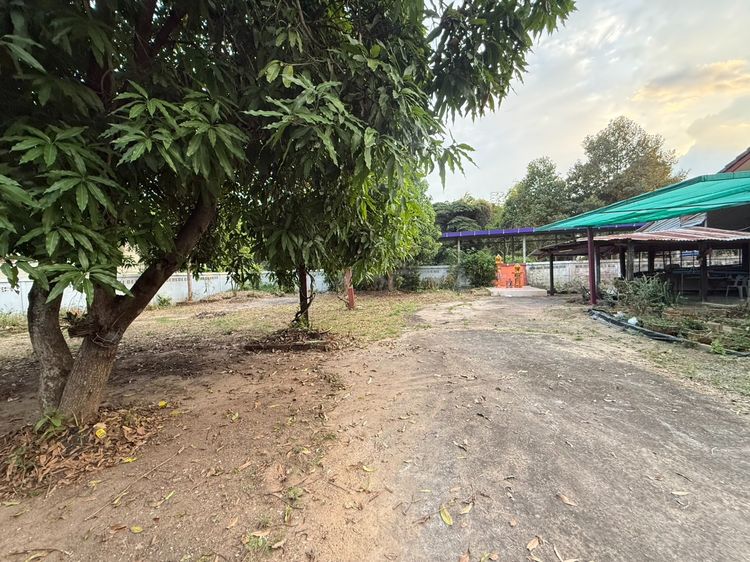 ที่ดินพร้อมบ้านไม้ครึ่งปูนชั้นเดียว 200 ตร.ว. บ้านกกบก เลขที่ 34 ซอย 5 ตำบลรอบเมือง จังหวัดชัยภูมิ