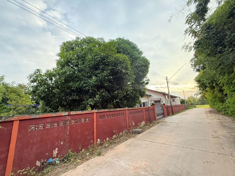 ที่ดินพร้อมบ้านไม้ครึ่งปูนชั้นเดียว 200 ตร.ว. บ้านกกบก เลขที่ 34 ซอย 5 ตำบลรอบเมือง จังหวัดชัยภูมิ รูปที่ 3
