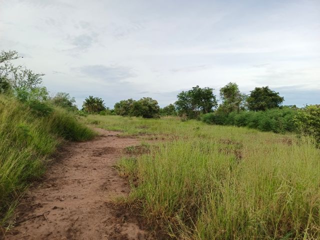 ขายที่ติดถนน มีโฉนดครุฑแดง ไม่ต้องถม สร้างได้ทุกอย่าง รูปที่ 3