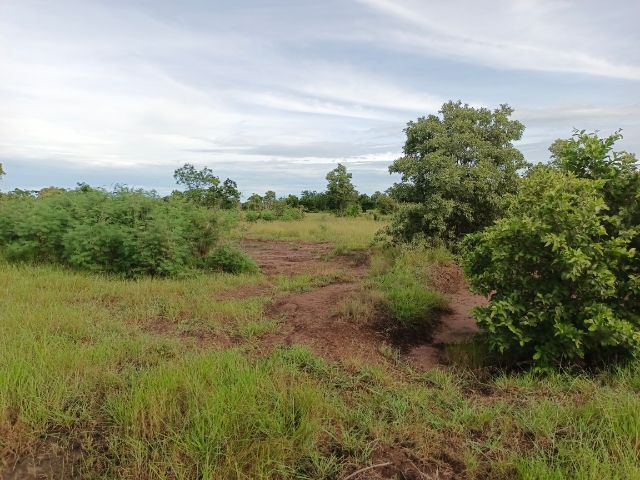 ขายที่ติดถนน มีโฉนดครุฑแดง ไม่ต้องถม สร้างได้ทุกอย่าง รูปที่ 4