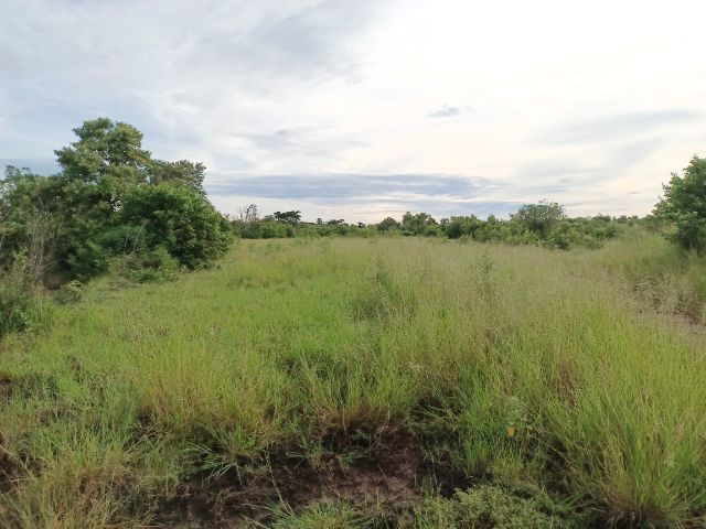 ขายที่ติดถนน มีโฉนดครุฑแดง ไม่ต้องถม สร้างได้ทุกอย่าง รูปที่ 2