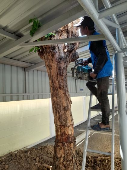 ช่างรับขุดตอไม้ใกล้ฉัน ขุดตอต้นโพธิ์  รูปที่ 17