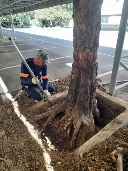 ช่างรับขุดตอไม้ใกล้ฉัน ขุดตอต้นโพธิ์  รูปที่ 11