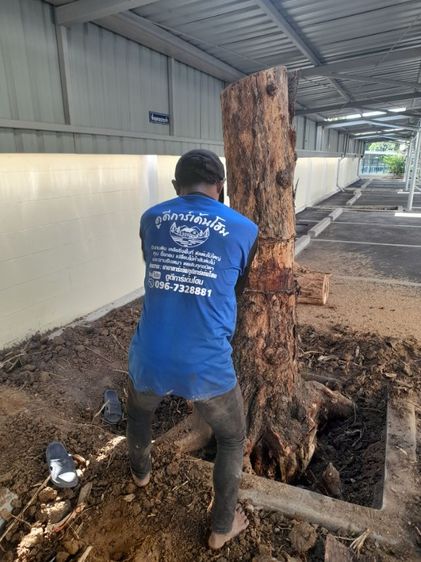 ช่างรับขุดตอไม้ใกล้ฉัน ขุดตอต้นโพธิ์  รูปที่ 13