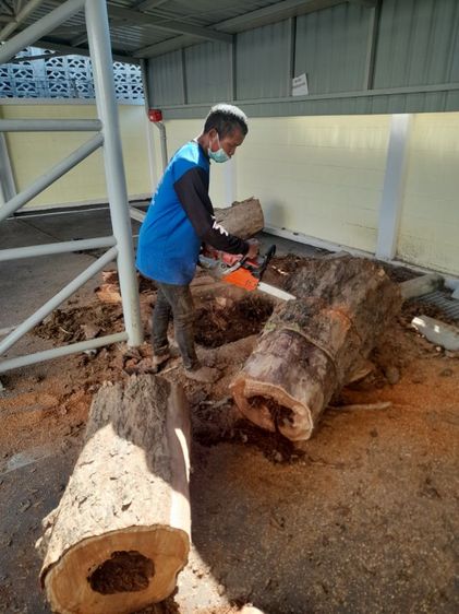 ช่างรับขุดตอไม้ใกล้ฉัน ขุดตอต้นโพธิ์  รูปที่ 10