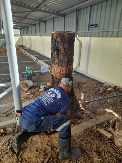 ช่างรับขุดตอไม้ใกล้ฉัน ขุดตอต้นโพธิ์  รูปที่ 12