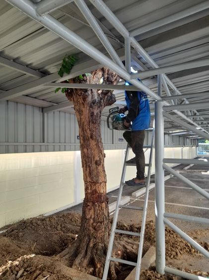 ช่างรับขุดตอไม้ใกล้ฉัน ขุดตอต้นโพธิ์  รูปที่ 15