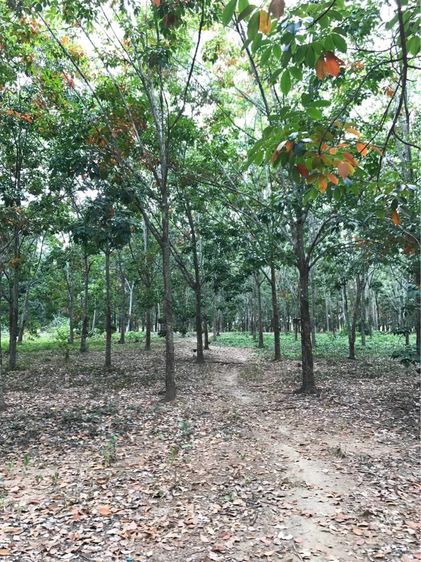 ขายสวนยาง อ.สอยดาว จ.จันทบุรี เนื้อที่ 23 ไร่ 43 ตรว. รูปที่ 4