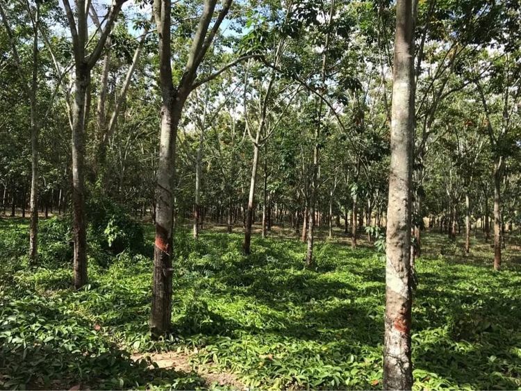 ขายสวนยาง อ.สอยดาว จ.จันทบุรี เนื้อที่ 23 ไร่ 43 ตรว.