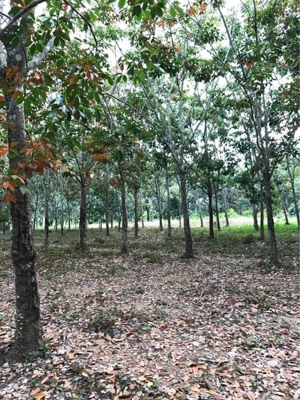 ขายสวนยาง อ.สอยดาว จ.จันทบุรี เนื้อที่ 23 ไร่ 43 ตรว. รูปที่ 3