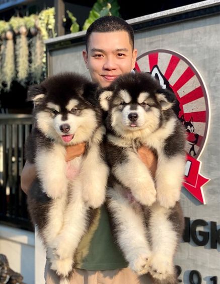 ลูกสุนัขอลาสกันไจแอนท์ เกรดนำเข้า พร้อมใบ รูปที่ 11